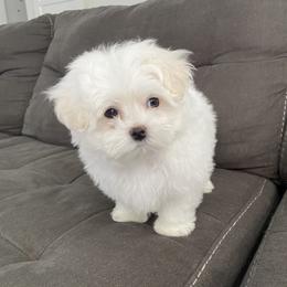 Maltese Puppies from B & O Maltese