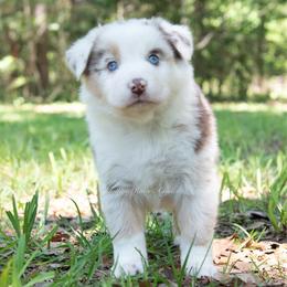 Denver - Red merle male Miniature Australian Shepherd puppy in Lacombe, Louisiana from Indigo River Aussies