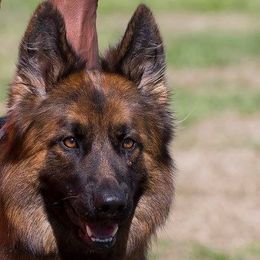 German Shepherd All Grown Up from Vom Sturmjäger