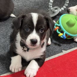 Oreo  (Silver collar) - Black and white male Cardigan Welsh Corgi puppy in Omaha, Arkansas from DnD Corgis