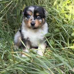 Kraken - Blue merle male Miniature American Shepherd puppy in New Mexico from Von Südwest German Shepherds and Mosaic Mini American Shepherds