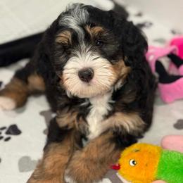 Savannah - purple collar - Tri-color female Bernedoodle puppy in Yuciapa, California from AlltheDoodlez_