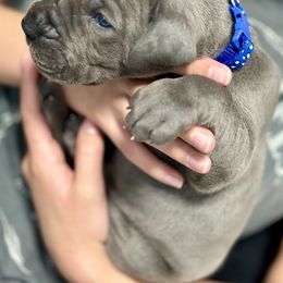 Great Dane Puppies from Blue Thunder Danes