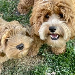 Cockapoo Puppies from Lulu's Cockapoos