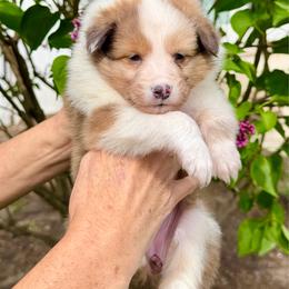 Blossom - Sable merle and white female Shetland Sheepdog puppy in Trenton, Michigan from Leigh Hi Shelties