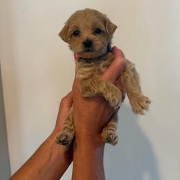 Bumblebee (Bee) - Cream female Goldendoodle puppy in Payson, Utah from Country Sky Doodles