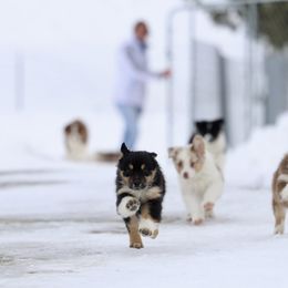 Australian Shepherd, Miniature American Shepherd, Miniature Australian Shepherd, and Toy Australian Shepherd Puppies from Painted Blue Aussies