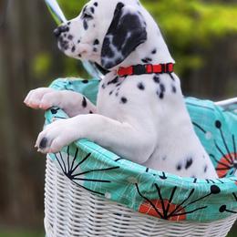 Dalmatian Puppies from Spotted Way Dalmatians