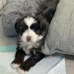 Forest - Blue merle male Aussiedoodle puppy in Charlestown, Indiana from Forever Aussies and A Doodle
