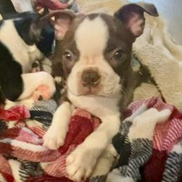 Merlin - Red male Boston Terrier puppy in Murrells Inlet, South Carolina from Inlet Boston Terriers
