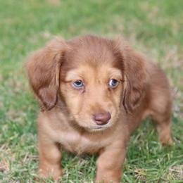 Dachshund Puppies from Dachshund Pups