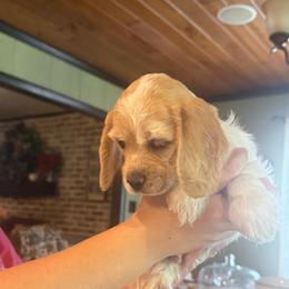 Orange Boy - Buff and white male Cocker Spaniel puppy in Alamo, Georgia from Little Creek Cocker Spaniels
