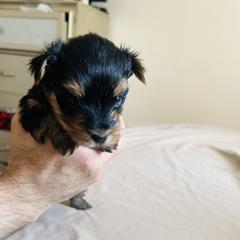 Shorkies from Hope Shih tzu and Shorkie