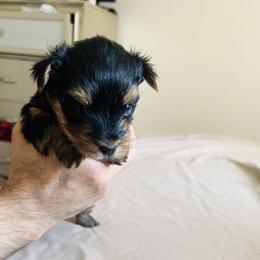 Shorkies from Hope Shih tzu and Shorkie