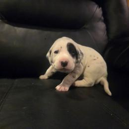Zeus (Black) - White and black male Dalmatian puppy in Palmer, Massachusetts from Delaney's Dalmatians 2