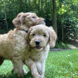 Goldendoodle Puppies from Coal Country Doodles