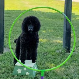 Poodles from Gladystar Poodles