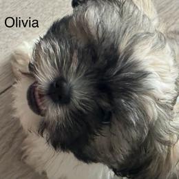 Shih Tzu Puppies from BVPT puppies