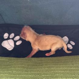 Kenzie - Fawn female Havanese puppy in Hudson, New York from Havanese of Claverack and Hudson Valley Labradors