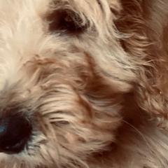 Wildflower AKA Foxy - Goldendoodle puppy from Hula & Oliver Co.