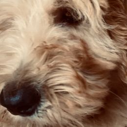 Wildflower AKA Foxy - Goldendoodle puppy from Hula & Oliver Co.