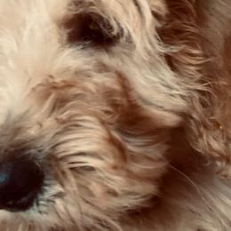 Wildflower AKA Foxy - Goldendoodle puppy from Hula & Oliver Co.