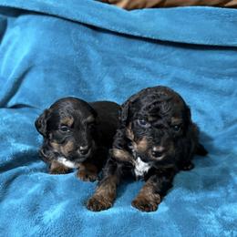 Ivy - Phantom female Bernedoodle puppy in Warrensburg, Missouri from Dreamer Ridge Puppies