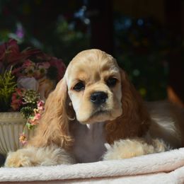 Cocker Spaniel Puppies from Windrider Kennel