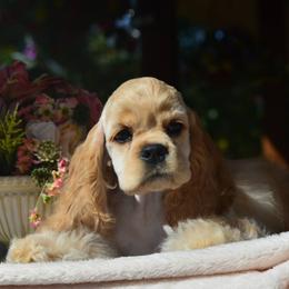 Cocker Spaniel Puppies from Windrider Kennel