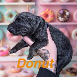 Donut - Blue female German Shepherd puppy in Fort Jennings, Ohio from Von Holtzapple German shepherds