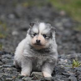 Aurora - Silver and white female Pomsky puppy in Coos Bay, Oregon from Ocean View Pomskies