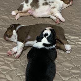 Australian Shepherd Puppies from Settlers Australian Shepherds