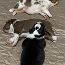 Australian Shepherd Puppies from Settlers Australian Shepherds