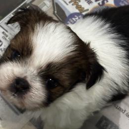 Girl 2 - Black gold and white female Shih Tzu puppy in Manlius, New York from Dorothy Agrippino's Shih Tzus