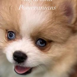 Lady Marmalade - Orange parti female Pomeranian puppy in Palatka, Florida from Sugarland Pomeranians