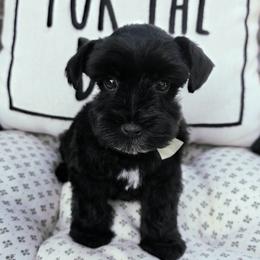 Miniature Schnauzer puppies from Demara’s Premium Schnauzers