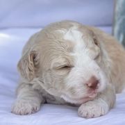 Bernedoodle and Spanish Water Dog Puppies from Shady Banks Kennel