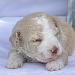 Bernedoodle and Spanish Water Dog Puppies from Shady Banks Kennel