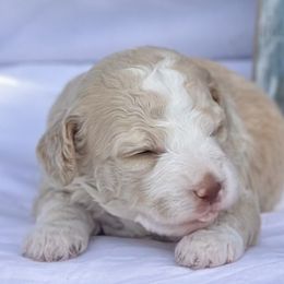 Bernedoodle and Spanish Water Dog Puppies from Shady Banks Kennel