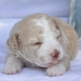 Bernedoodle and Spanish Water Dog Puppies from Shady Banks Kennel