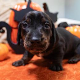 Gray Collar - Black and tan male Dachshund puppy in Washington from Devoted Doxies, Lorraine’s Yorkies