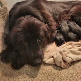 Bruce (red) - Black Newfoundland puppy in Newmanstown, Pennsylvania from Mufasa's Pride (Newfoundland breeder)