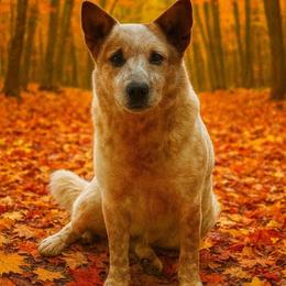 Ford - Australian Cattle Dog