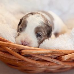 Maple - Merle male Cavapoo puppy in Cherryville, North Carolina from Mercy Doodles