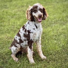 Aussiedoodle, Miniature Australian Shepherd, and Poodle Puppies from Classic K9’s  Aussies & Doodles