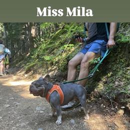 French Bulldog puppies from Matra French Bulldogs