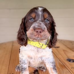 Boy 2 - Yellow (Liver-Tri-Roan) - Tri-Roan male English Springer Spaniel puppy in Lake City, Fl, Florida from Spradley Springers & GSP's