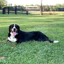 Kota - Bernedoodle