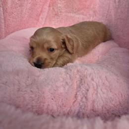 Sugar - Cream female Dachshund puppy in Bristol, Tennessee from It's Mini Wieners Baby