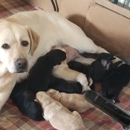 Labrador Retriever Puppies from SciFi Labradors